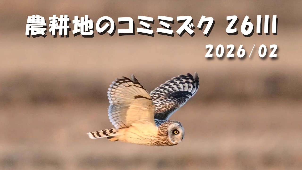 Z6III 農耕地のコミミズク 2026/02