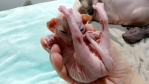 Watch the video about Cute SPHYNX BABY KITTENS🔻13 days after Birth | Don Sphynx