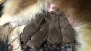 Finnischer Lapphund Kennel Erimathi J2-Wurf Welpen 1 Tag alt by Kennel Erimathi 3,713 views 5 months ago 3 minutes, 2 seconds