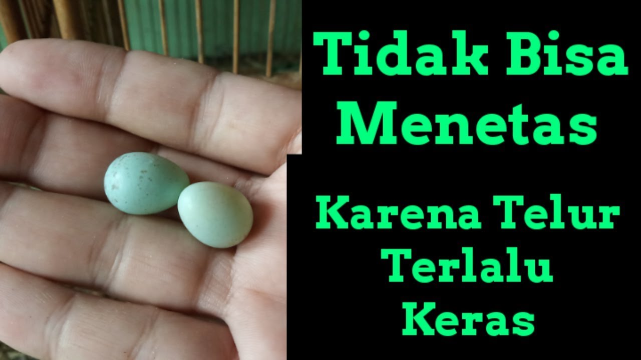 Telur Isi Tapi Tidak Mau Menetas