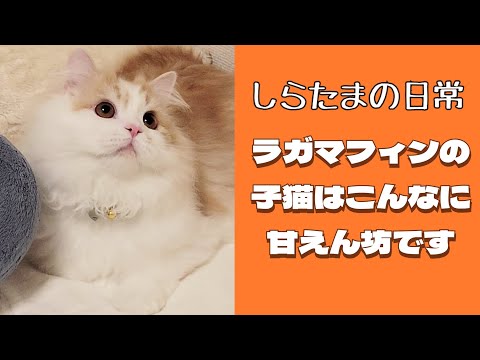 ラガマフィンの子猫はこんなに甘えん坊！？#ラガマフィン #猫動画 #子猫 #cat