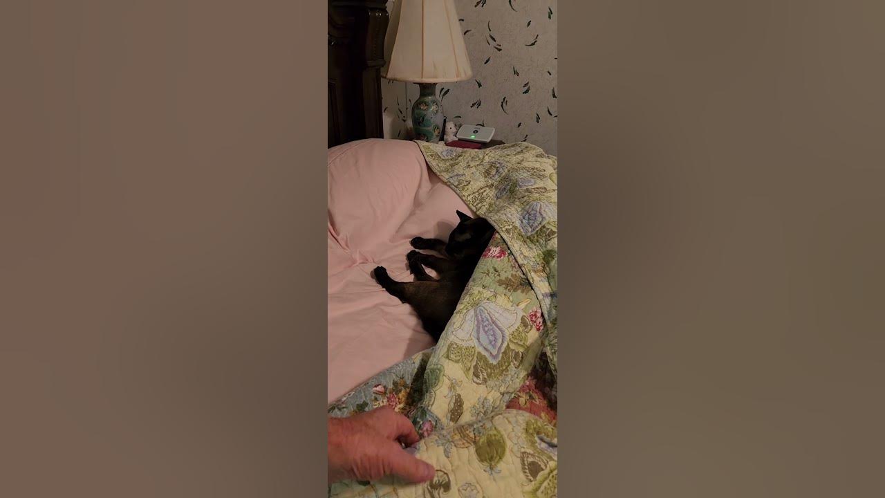 lump in my Mattress Williecat Naptime YouTube