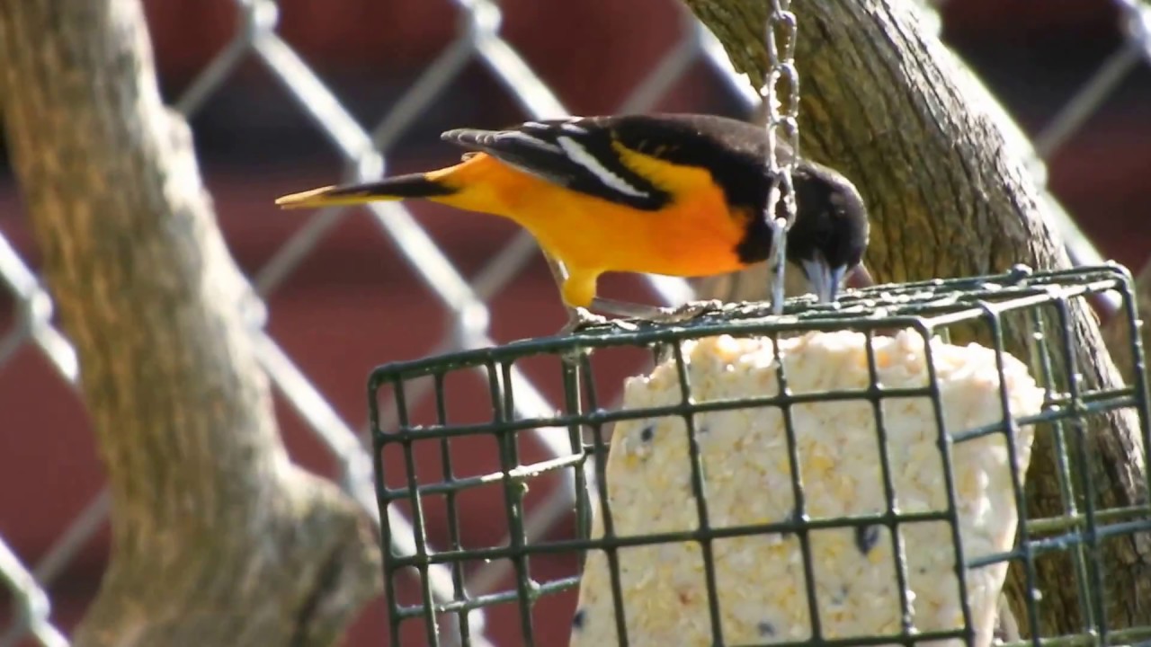 Oriole eating Suet YouTube