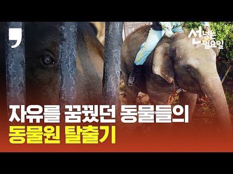 [선 넘는 일요일] 원숭이가 수박밭에서 음주를?…자유를 꿈꿨던 동물들의 동물원 탈출기