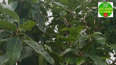 Cách Dùng Lá Vối Trị Gan Nhiễm Mỡ Thần Dược Cho Người Nghèo Ít Người Biết | Sức Khỏe Tự Nhiên