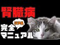 【猫の飼い主必見👀！】猫の腎臓病の回復！〜昨日まで食欲なかった子が魔法にかかった〜