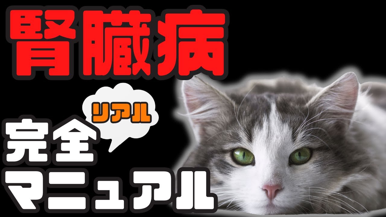【猫の飼い主必見👀！】猫の腎臓病の回復！〜昨日まで食欲なかった子が魔法にかかった〜