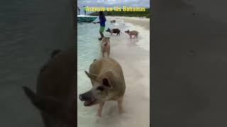 Marco Asensio disfrutando de una isla en las Bahamas Net Worth