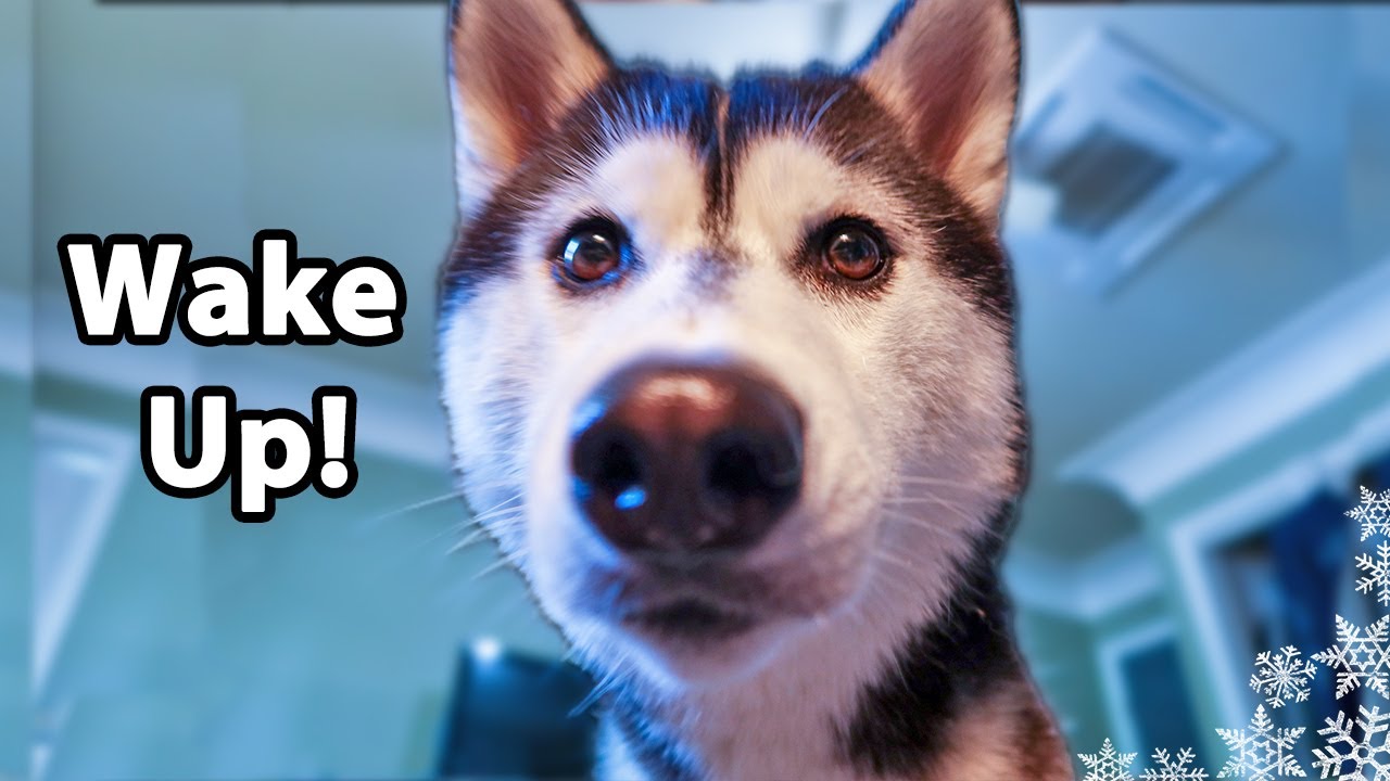 My Dog's Morning Routine  | Huskies Morning Routine 2020 Summer ...