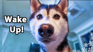 My Dog's Morning Routine 🌞 | Huskies Morning Routine 2020 Summer