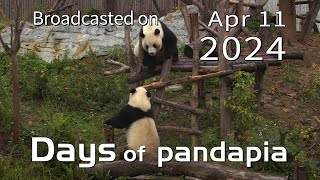 20240411 Broadcast Top Highlights 07 by pandapia HD 241 views 6 days ago 1 minute, 52 seconds