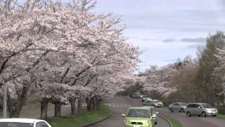 戸田記念墓地公園の桜 2012