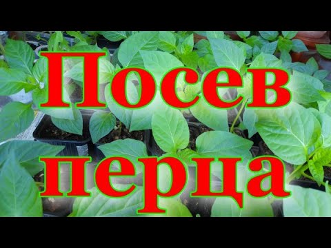 Как посеять перец на рассаду. Сроки посева. Выбор сортов - YouTube