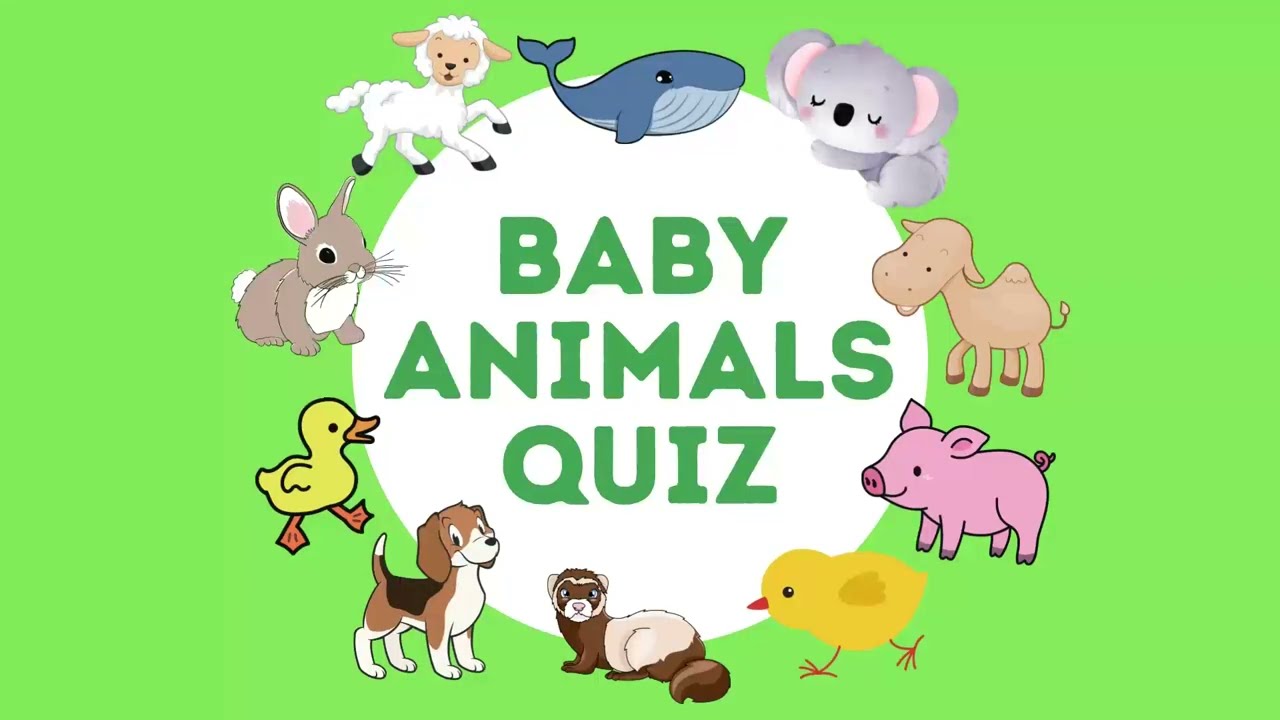 Baby Animals Quiz - Learn Baby Animal Names - Kids Trivia - YouTube