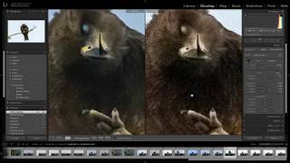 Sharpening Bird Images in Lightroom screenshot 1