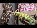 腹ペコのカメレオンにイモムシ100匹バイキング開催！