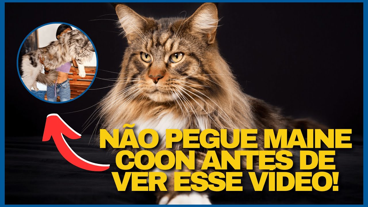 Gato gigante de quase 12 kg faz sucesso nas redes sociais 