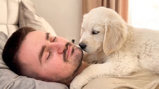 Cute Golden Retriever Puppy Shows Love For Dad