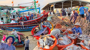 Lưới Chà Phan Rí Cửa Đánh Hàng Tấn Cá Vào Mùa | Cá Bò Dép Cá Ngân Cá Chỉ Vàng