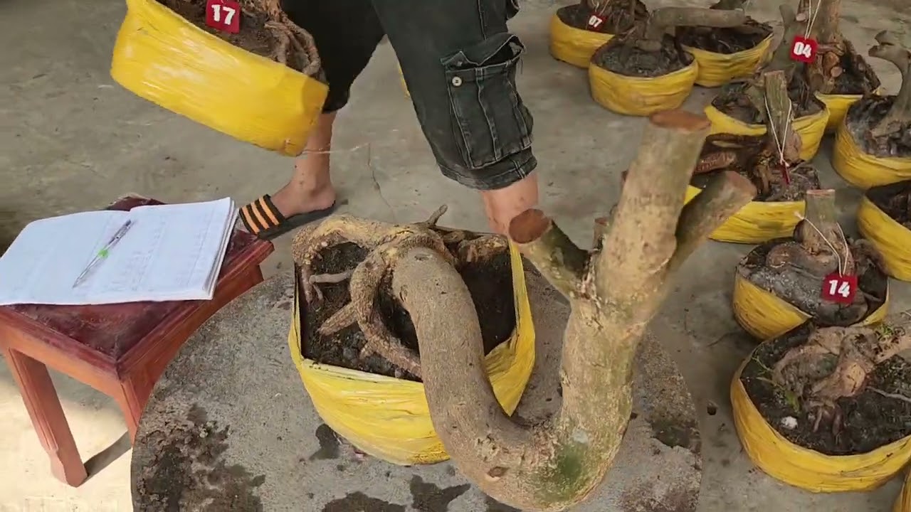 7/3 A Tú 0917771666 phôi mai bonsai đế đẹp giá rẻ