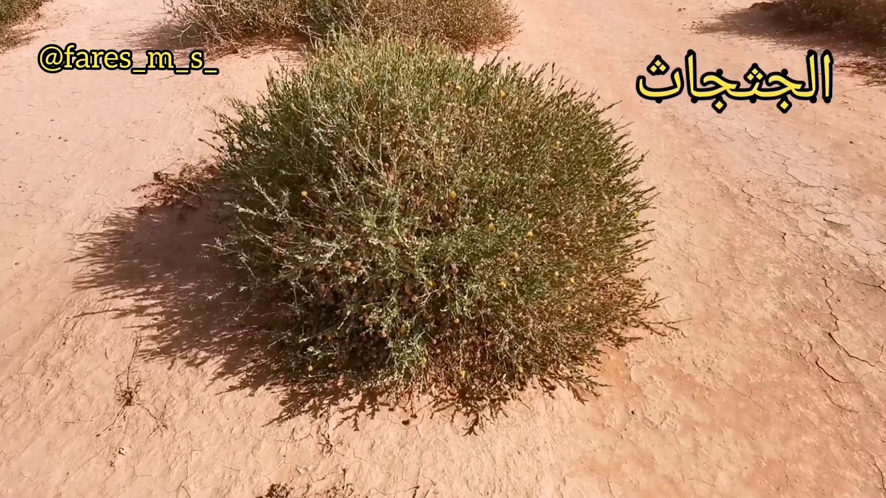 ٤٣ نبتة من النباتات البرية شرق منتزه خريم