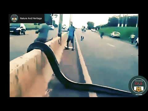 A 25 Feet Long Python Suddenly Came on the Highway. #NatureAndHeritage🐯. |Wildlife's| |Wild Animals|