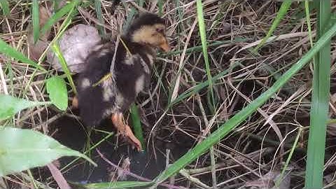 Câu cá lóc bằng vịt ở cái lổ huyền thoại gặp con cá hung dử