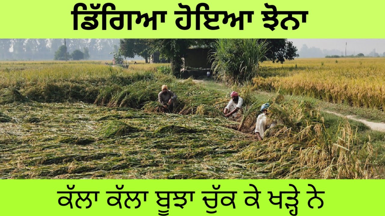 ਆਹ ਦੇਖਲੋ ਡਿੱਗੇ ਹੋਏ ਝੋਨੇ ਨੂੰ ਕਿੰਨੀ ਮੇਹਨਤ ਨਾਲ ਕੱਲਾ ਕੱਲਾ ਬੂਝਾ ਚੁੱਕ ਰਹੇ ਨੇ। Panjaab Paidavar।