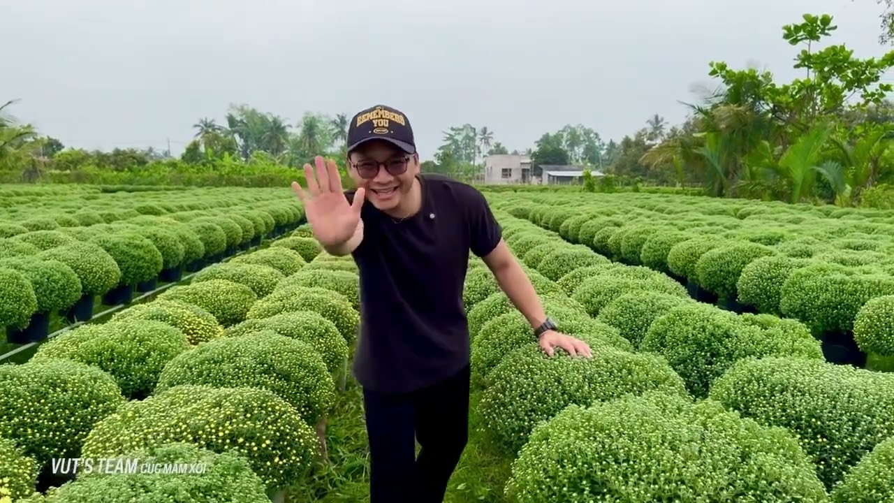 Bán cúc mâm xôi 0838.17.12.17