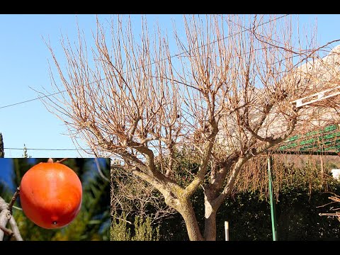 Video: Njega i obrezivanje japanskog kedra: saznajte više o sadnji japanskog cedra