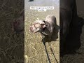 Safe to say he’s not a beach dog 😑 #fyp # funny #dog #pocketbully