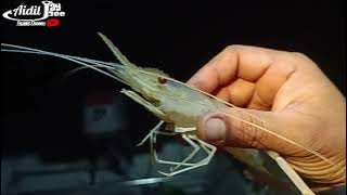 Mancing Udang Galah Sungai Telor Kota Tinggi Ogos 2025 #anglermalaysia #pemancingtegar #fypppp