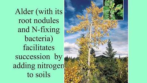 community development -models of succession