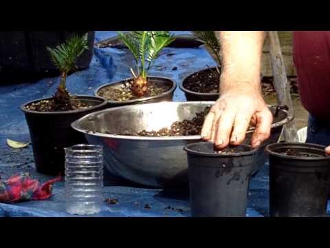 Vídeo: Sago Palm Flower Head - Consells per tallar les flors de Sagu