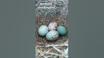 Most colourful eggs of birds part-2...