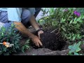 How to Plant an Azalea: Mark Kiefer of Kiefer Landscaping & Nursery shows How to Plant an Azalea