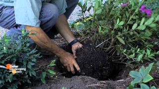 How to Plant an Azalea: Mark Kiefer of Kiefer Landscaping & Nursery shows How to Plant an Azalea