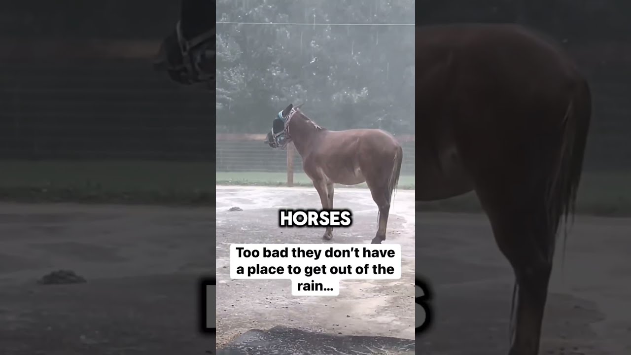 These Horses Are Abandoned Shorts Short