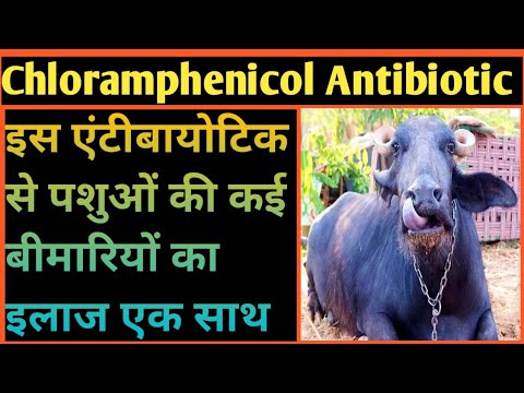 Chloramphenicol Antibiotic injection 💉Use in Animals||Lykacetin Injection||कौन सी बीमारी में लगाएं?