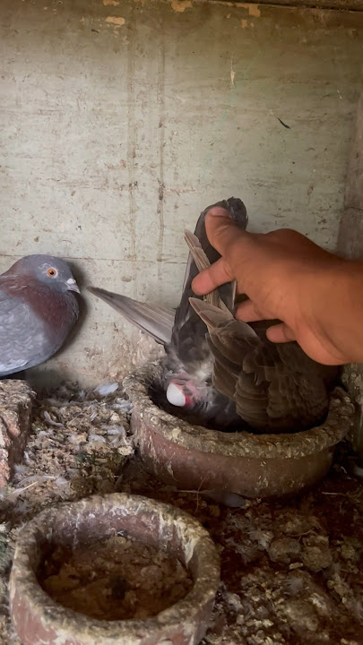 Choco pigeons laying egg 🪺❤️🐦😍