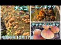 【キノコ狩り】北海道ナメコ、エノキタケ、チャナメツムタケ出てきましたー😍
