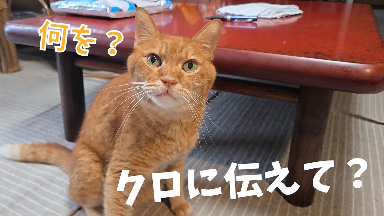 Life with 4 Cats 1674s] Staying put because of the typhoon - YouTube