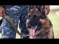 German Shepherd - Highly Intelligent Dogs German Shepherd - Highly Intelligent Dogs