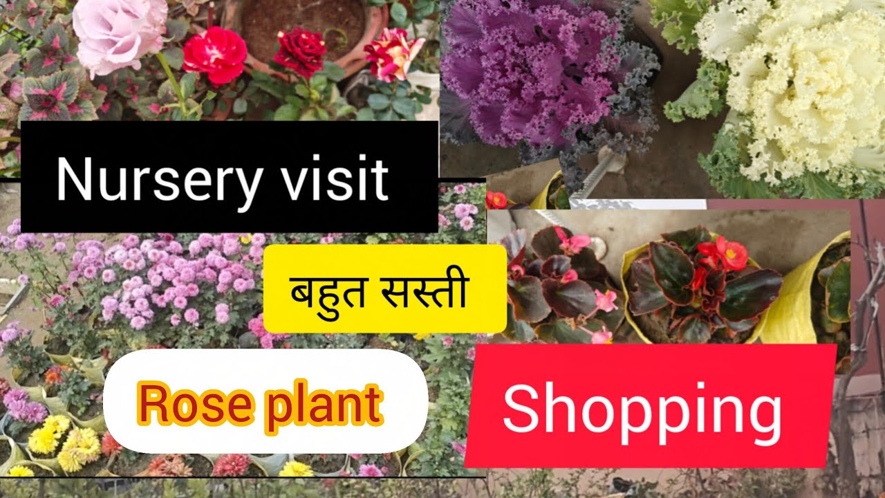 2025 December nursery visit & plant shopping//बहुत सस्ती शॉपिंग 