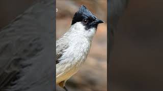 mitos tentang burung kutilang #mitos #animals #shorts