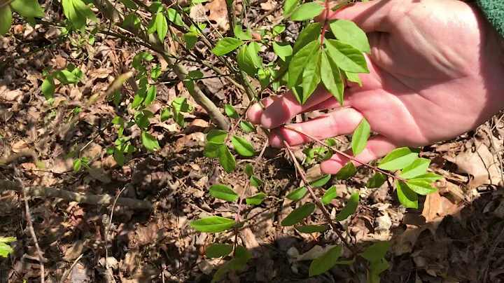 Identifying Invasive Plant Species