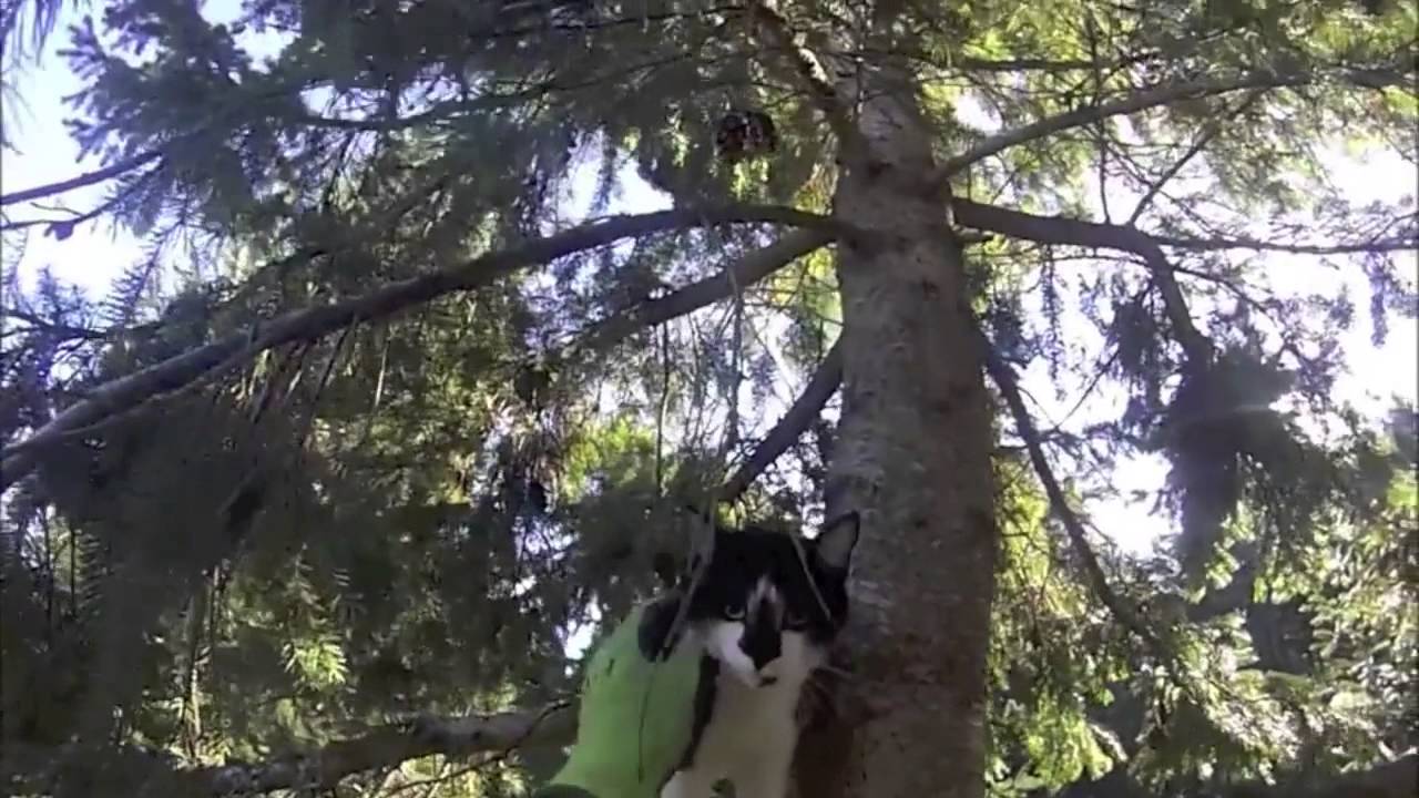 Boo Boo Rescue - YouTube