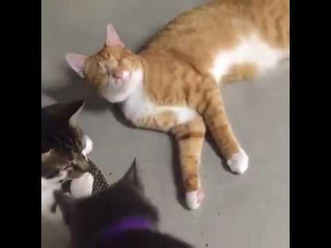 special needs animals for adoption near me Shelter Tour 6/30/2016 10 pm