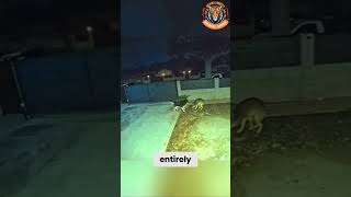 Husky Vs Coyote A Shocking Backyard Encounter