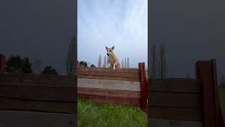 Slow mo jumping whippet